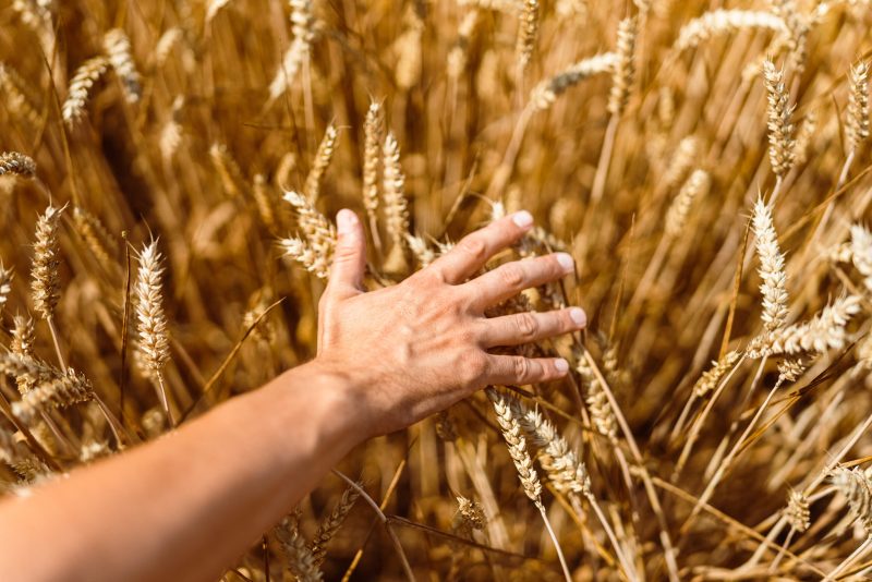 A farmer with his hand out, touching the tops of the wheat straws in the field.